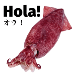 小イカ 【スペイン語】