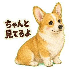 守護柯基的溫柔日常絮語