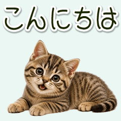 毎日使える♪リアルなキジトラ子猫スタンプ