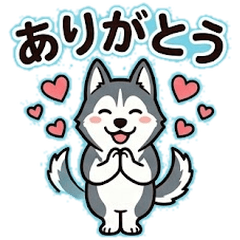 Hyper Husky: Wild & Funny Vibes