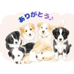momolifewithdog_20260616195758