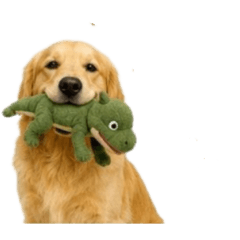Only Golden Retriever