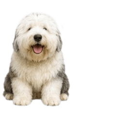 Various large dogs baw waw