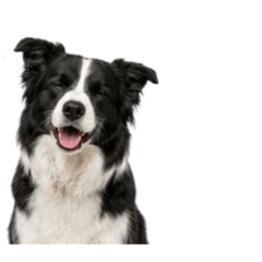 Only Border Collie
