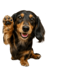 Only Dachshund