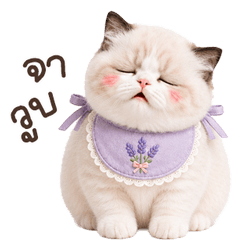 meowcookie big <3