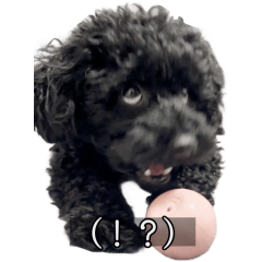 Kin-chan the Black Poodle02