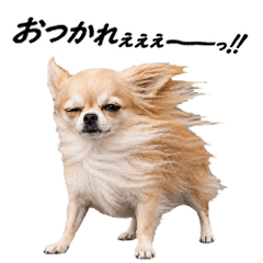 Windy Dogs