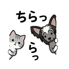 Tabby cat and Chinese crested dog