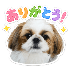 Fluffy Shih Tzu DailyStickers