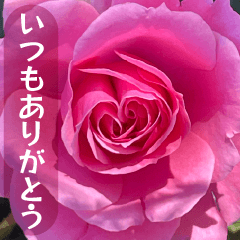 毎日、薔薇に言葉を添えて