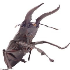 insect without wording-BIG