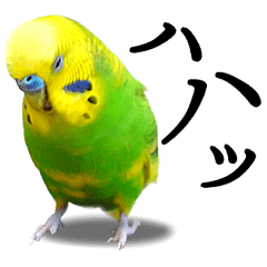 Everyday Uses for Budgies - Part 4