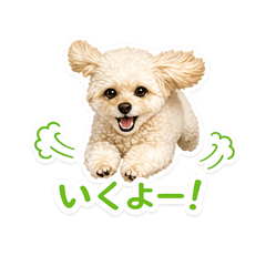 吉娃貴賓犬的可愛每日貼圖♪
