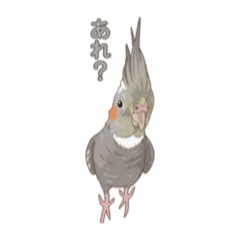 Cockatiel Kabochim