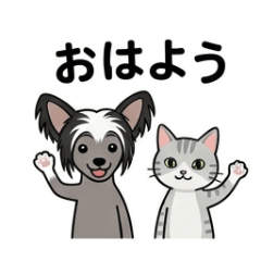 Tabby cat and Chinese crest...