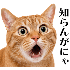 Real Cats Kansai Dialect