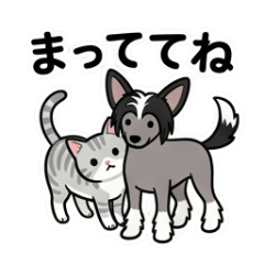Tabby cat and Chinese crested dog (3)
