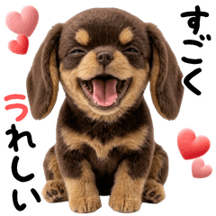 DAKS  cute lovely animal