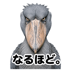 A shoebill stork with a strong presence.