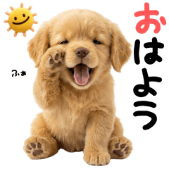 golden dog cute animal