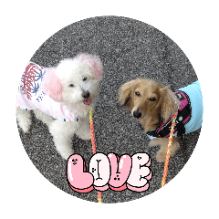 hachi_20260617210224