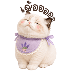 meowcookie <3