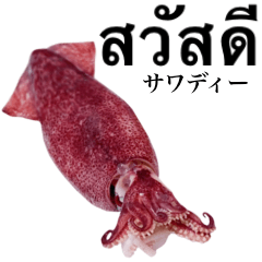 Flesh Baby squid 5