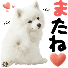 JAPAN Spitz dog cute