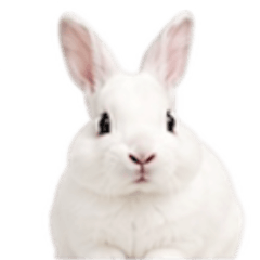 Everyday Cute Rabbit Stickers2