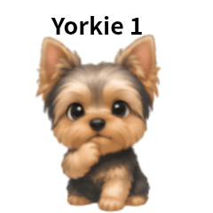 Yorkie 1
