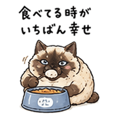 Fat girl cat