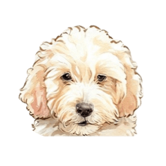 Love Golden-Doodle