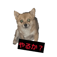 dogStampsibachiwa
