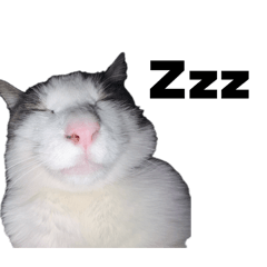 lemon_cat_20260610190148