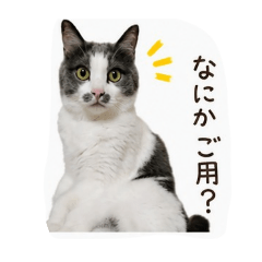 mame_20260610195712