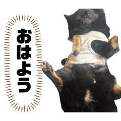 Oreo_20260610212647