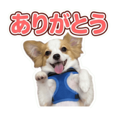 Leo_20260610221809