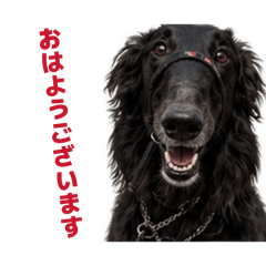 Black Borzoi