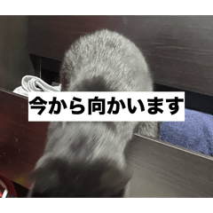 nekomaru_9253