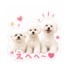 sizuku.bichon frise