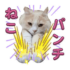 SHIN_20260611100903