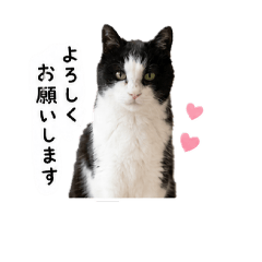 shiho_20260611121244