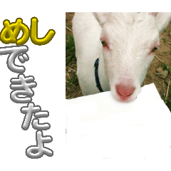 The feelings of animals