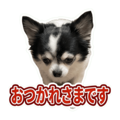 choco_20260611044227