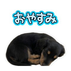yo_20260611062513