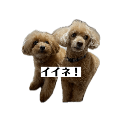nanami_20260611070301