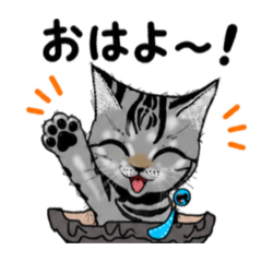 shina_20260611083209