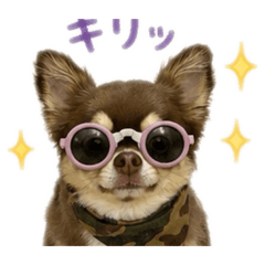 Chip the chihuahua_20260611131552