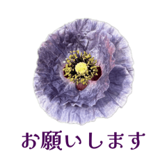 cocoro_20260611130441